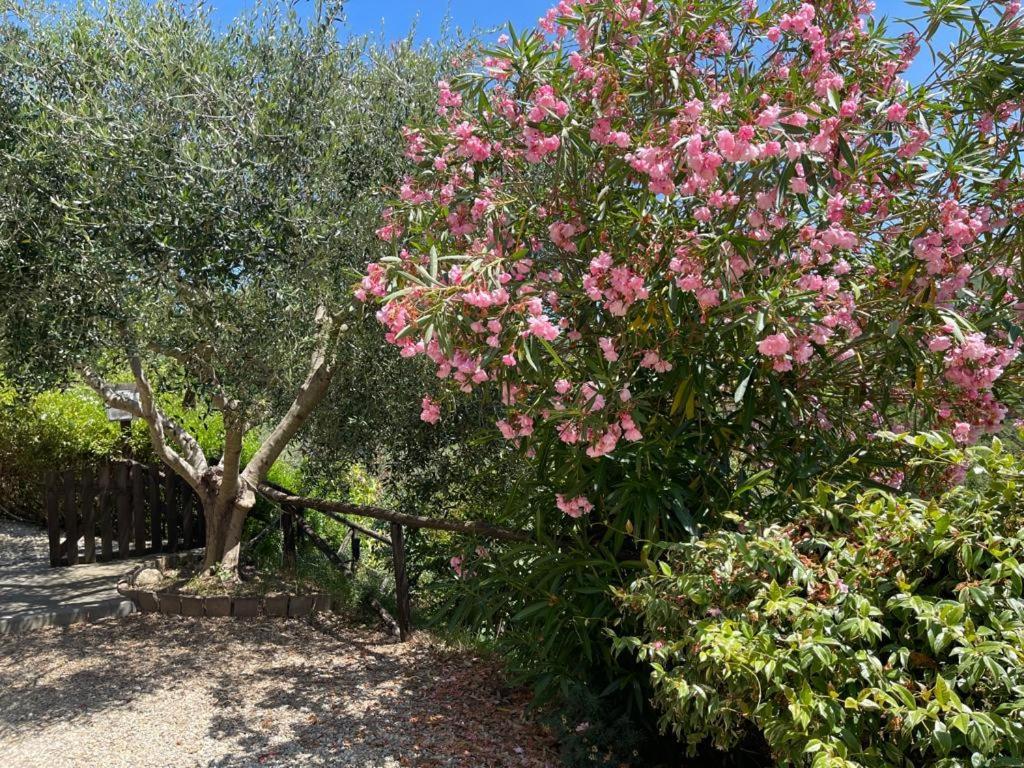 Agriturismo A Canonica Garlenda Buitenkant foto